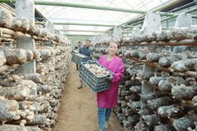 山西萬(wàn)榮縣壯香知合作社 香菇產(chǎn)業(yè)引領(lǐng)群眾致富路